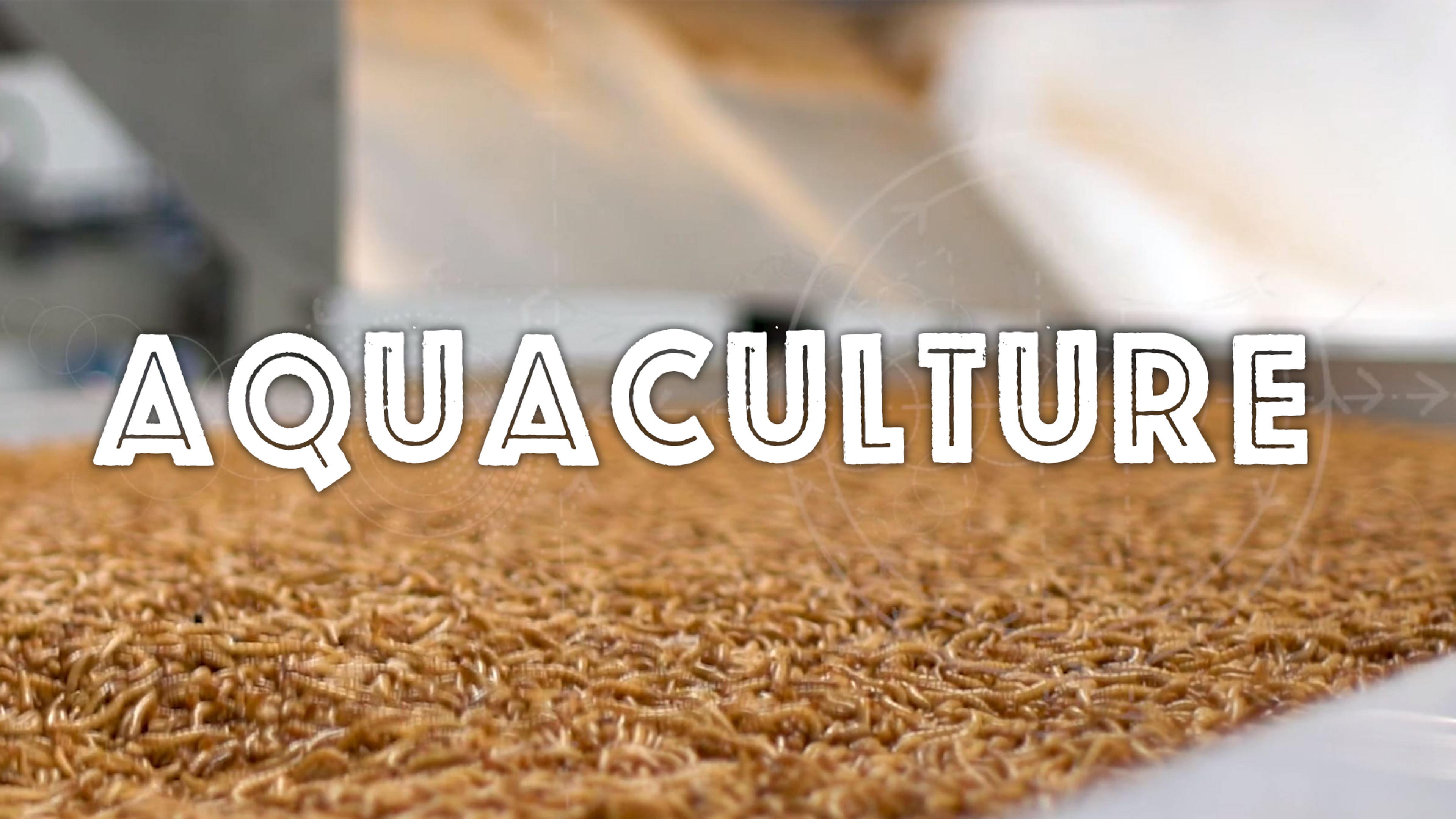 Zero Waste Fish Food Using Mealworms from Ynsect